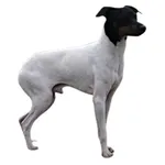 Chilean Terrier : A faithful and affectionate companion, find the dog that suits you