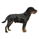 German Hunting Terrier : A faithful and affectionate companion, find the dog that suits you