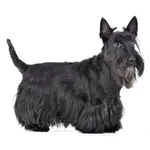 Scottish Terrier : A faithful and affectionate companion, find the dog that suits you