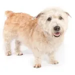 Glen of Imaal Terrier : A faithful and affectionate companion, find the dog that suits you