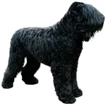 Terrier Noir Russe : Comportement, Soins et Caractéristiques