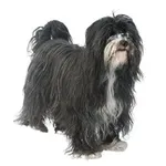 Tibetan Terrier : A faithful and affectionate companion, find the dog that suits you