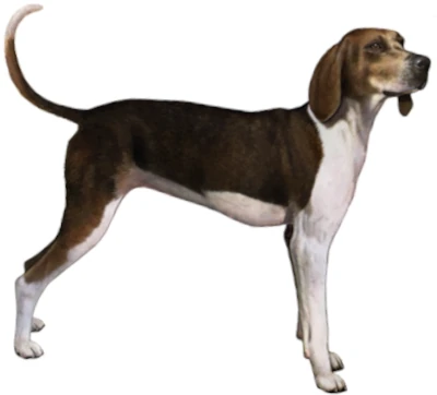 Treeing Walker Coonhound