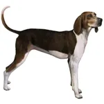 Treeing Walker Coonhound : Comportement, Soins et Caractéristiques