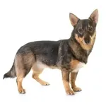 Swedish Vallhund : A faithful and affectionate companion, find the dog that suits you