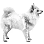 Italian Volpino : A faithful and affectionate companion, find the dog that suits you