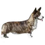 Welsh Corgi Cardigan : A faithful and affectionate companion, find the dog that suits you