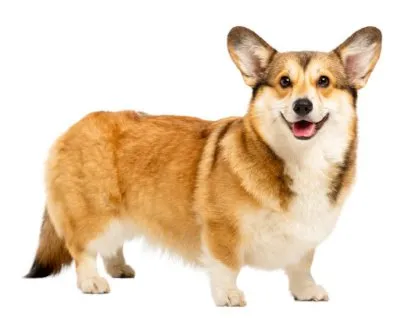 Welsh Corgi Pembroke