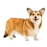 Pembroke Welsh Corgi : A faithful and affectionate companion, find the dog that suits you