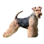 Westie : A faithful and affectionate companion, find the dog that suits you