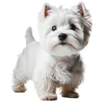 Westie : A faithful and affectionate companion, find the dog that suits you