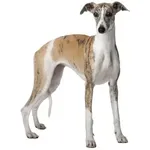 Whippet : A faithful and affectionate companion, find the dog that suits you