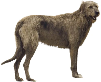 Irish Wolfhound : Un compagnon fidèle et affectueux, trouvez ici le chien qui vous correspond