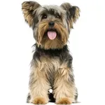 Yorkshire : A faithful and affectionate companion, find the dog that suits you